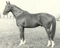 stallion Mourne xx (Thoroughbred, 1954, from Vieux Manoir xx)