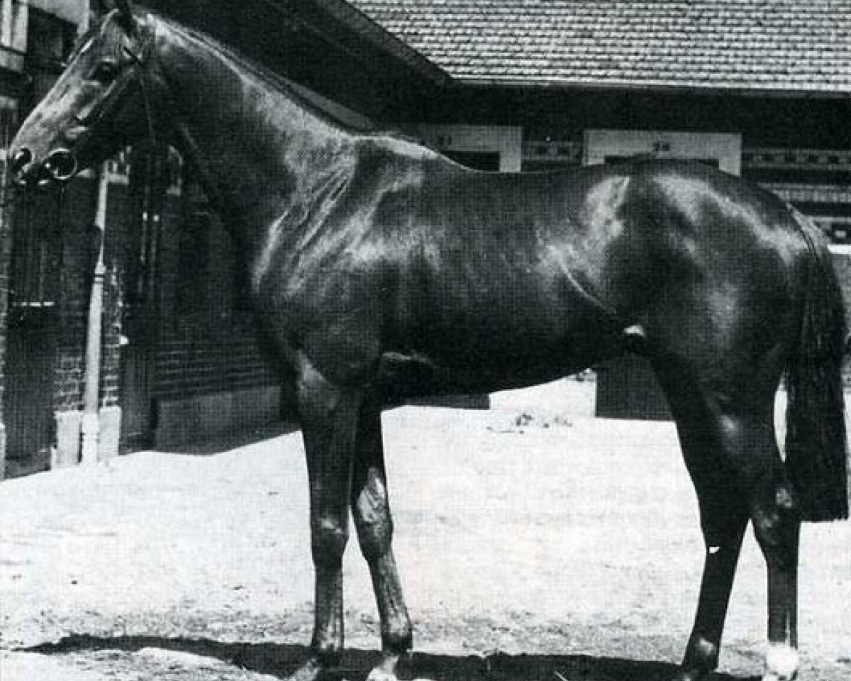 Deckhengst Boran xx (Englisches Vollblut, 1960, von Mourne xx)