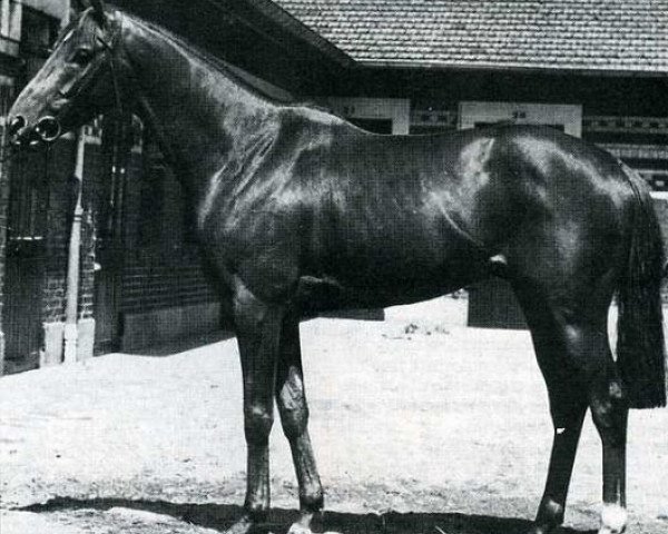 Pferd Boran xx (Englisches Vollblut, 1960, von Mourne xx)