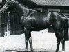 stallion Boran xx (Thoroughbred, 1960, from Mourne xx)