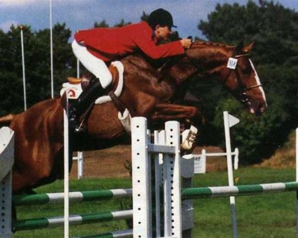 stallion Rocky du Carel (Selle Français, 1983, from Grand Veneur)