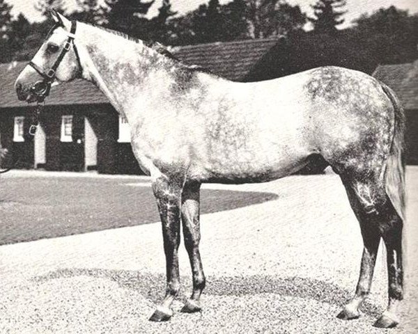 stallion Abernant xx (Thoroughbred, 1946, from Owen Tudor xx)