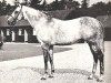 stallion Abernant xx (Thoroughbred, 1946, from Owen Tudor xx)