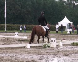 dressage horse Up and down 3 (Westphalian, 1998, from Upan la Jarthe AA)