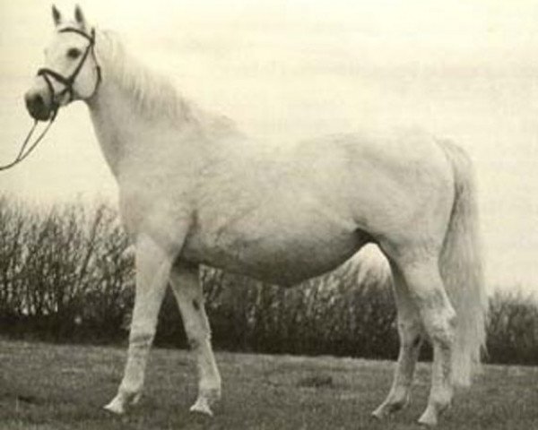 broodmare Soleil (Holsteiner, 1980, from Capitol I)