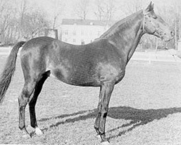 stallion Prince Fair xx (Thoroughbred, 1960, from Fair Copy xx)