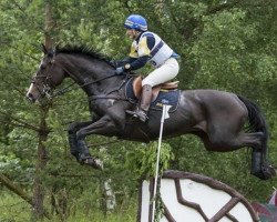 broodmare La Fair 2 (Swedish Warmblood, 1997, from Labrador)