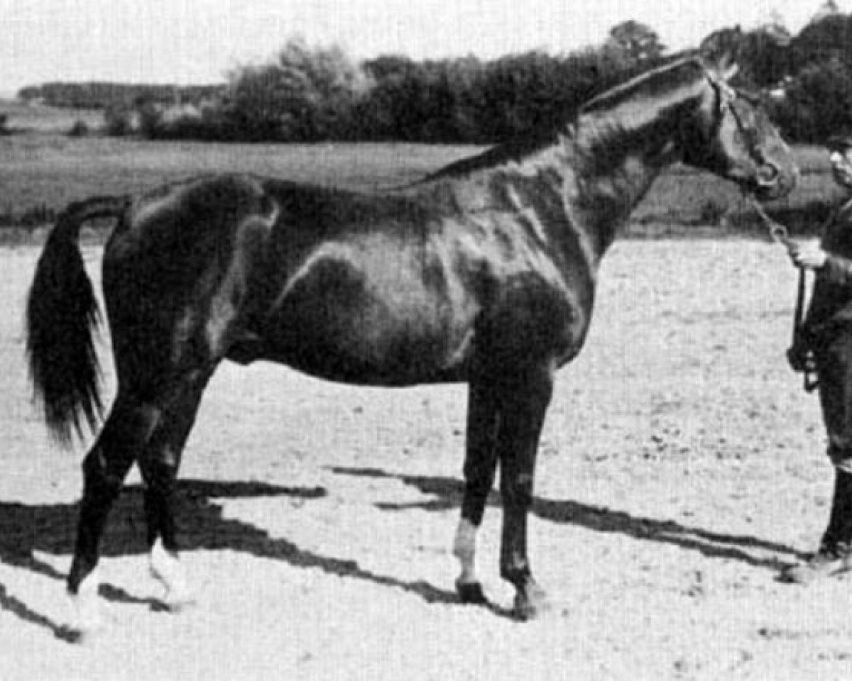 stallion Magnet Kyff (Swedish Warmblood, 1934, from Kyffaeuser)