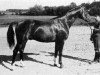 stallion Magnet Kyff (Swedish Warmblood, 1934, from Kyffhaeuser)