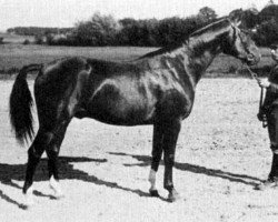 Deckhengst Magnet Kyff (Schwedisches Warmblut, 1934, von Kyffhaeuser)