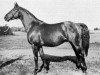 stallion Salvator (Swedish Warmblood, 1939, from Magnet Kyff)