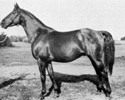 Deckhengst Salvator (Schwedisches Warmblut, 1939, von Magnet Kyff)