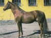 stallion Frondeur (Swedish Warmblood, 1948, from Salvator)