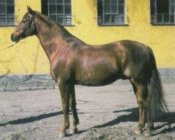 Deckhengst Frondeur (Schwedisches Warmblut, 1948, von Salvator)