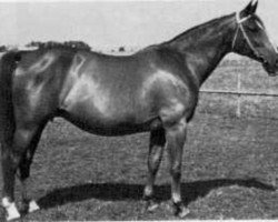 broodmare Efrodite (Swedish Warmblood, 1957, from Frondeur)