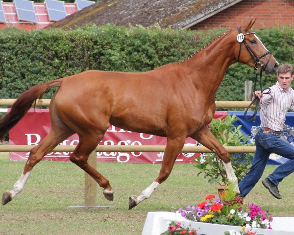 dressage horse Farina (Westphalian, 2009, from Fürst Grandios)