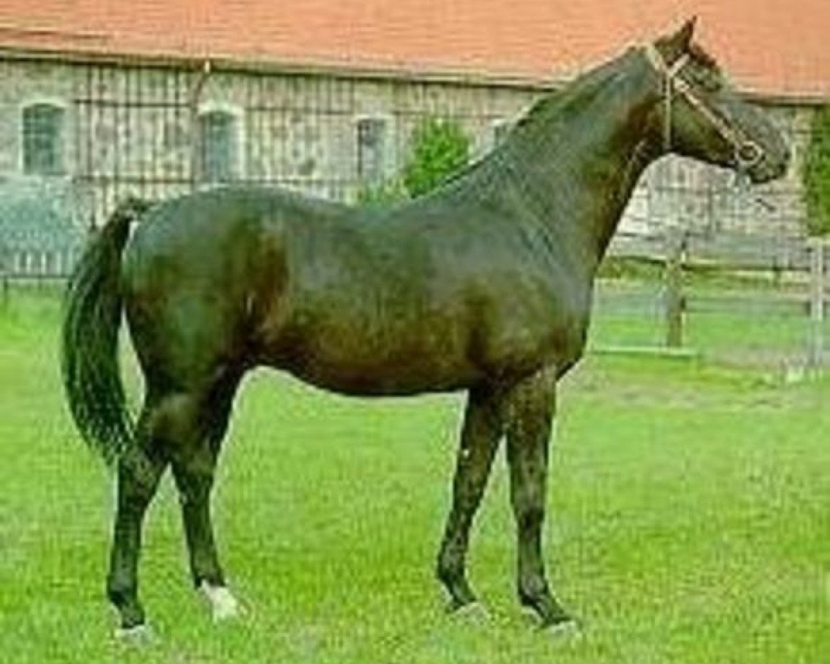 stallion Iran (Swedish Warmblood, 1972, from Chagall)