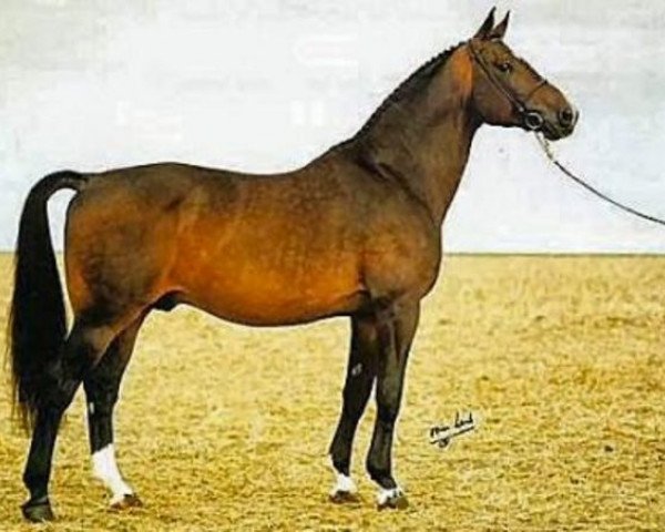 stallion Napoleon (Swedish Warmblood, 1977, from Iran)