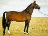stallion Napoleon (Swedish Warmblood, 1977, from Iran)