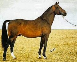 stallion Napoleon (Swedish Warmblood, 1977, from Iran)