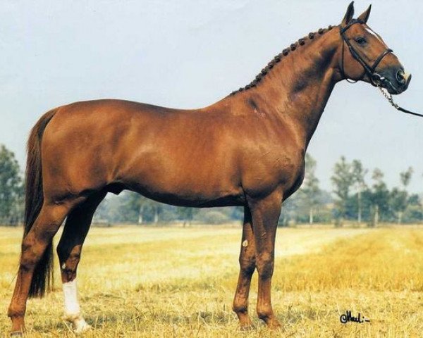 stallion Amiral (Swedish Warmblood, 1985, from Napoleon)