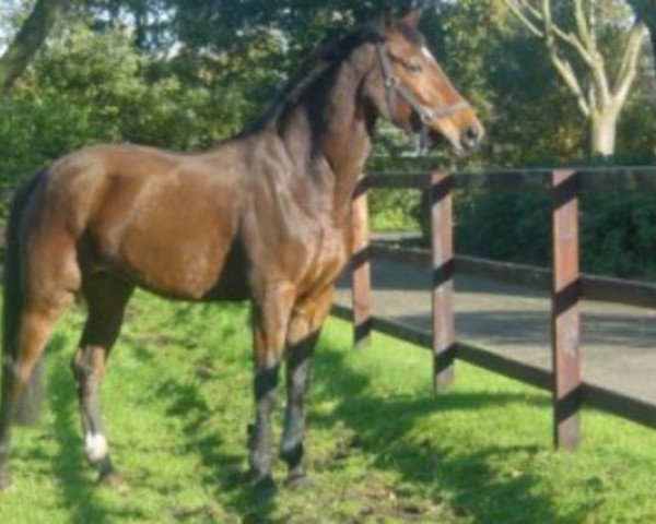broodmare Noraline (Royal Warmblood Studbook of the Netherlands (KWPN), 1995, from Amiral)