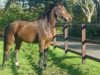 broodmare Noraline (Royal Warmblood Studbook of the Netherlands (KWPN), 1995, from Amiral)