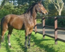 broodmare Noraline (KWPN (Royal Dutch Sporthorse), 1995, from Amiral)