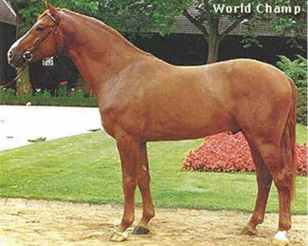 stallion Worldchamp (Hanoverian, 1985, from World Cup I)