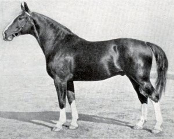 stallion Ast (Hanoverian, 1934, from Alter Dessauer)