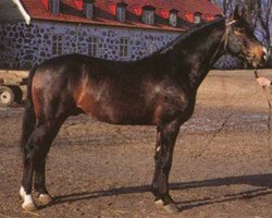 Deckhengst Utrillo (Schwedisches Warmblut, 1962, von Ernö)