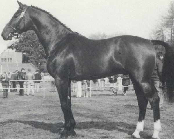stallion Camus (Holsteiner, 1989, from Calypso I)