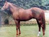 stallion Sheshoon xx (Thoroughbred, 1956, from Precipitation xx)