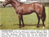 stallion Sassafras xx (Thoroughbred, 1967, from Sheshoon xx)