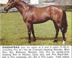 stallion Sassafras xx (Thoroughbred, 1967, from Sheshoon xx)