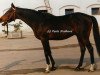 stallion Sapano xx (Thoroughbred, 1984, from Sassafras xx)