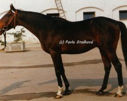 stallion Sapano xx (Thoroughbred, 1984, from Sassafras xx)