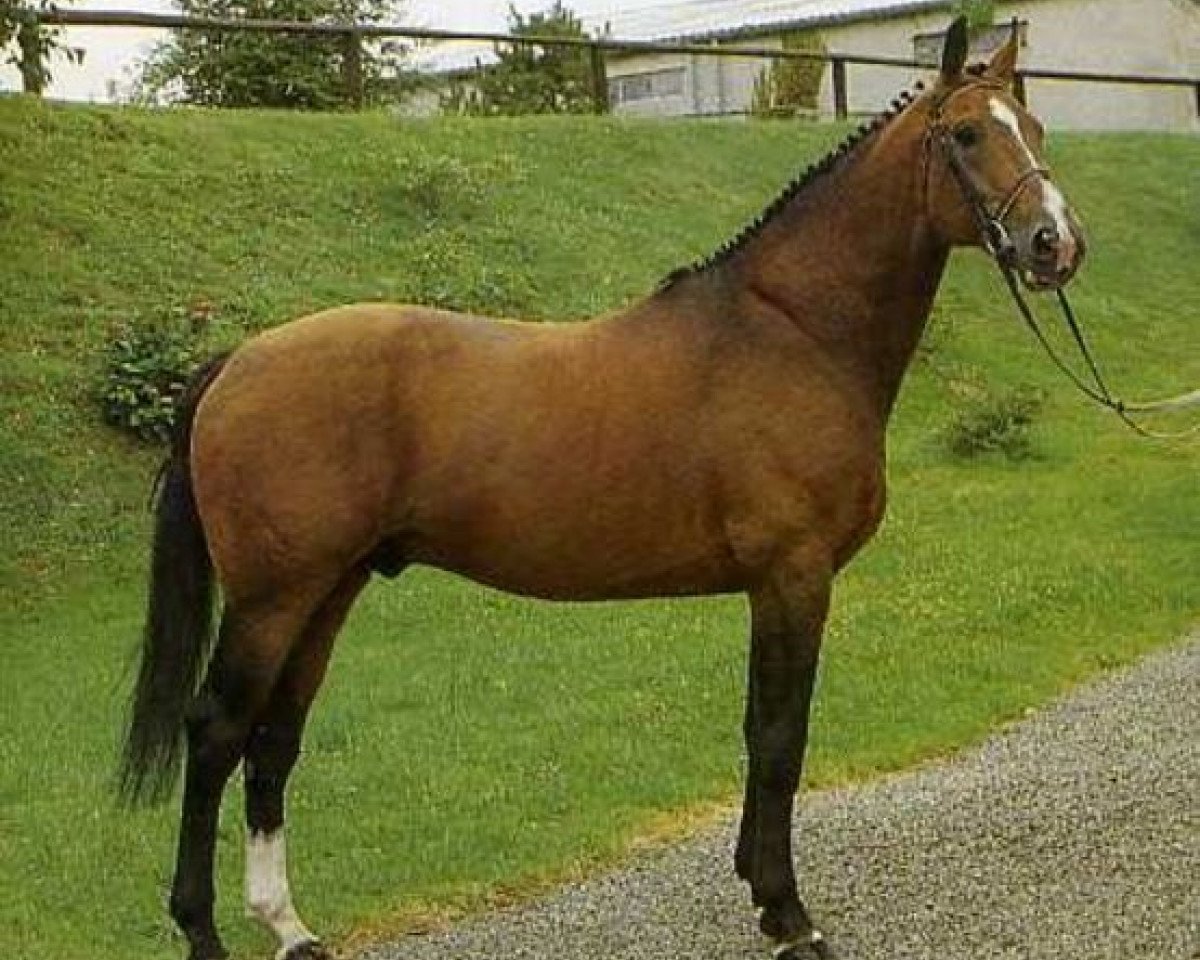 stallion Elf III (Selle Français, 1970, from Ibrahim)
