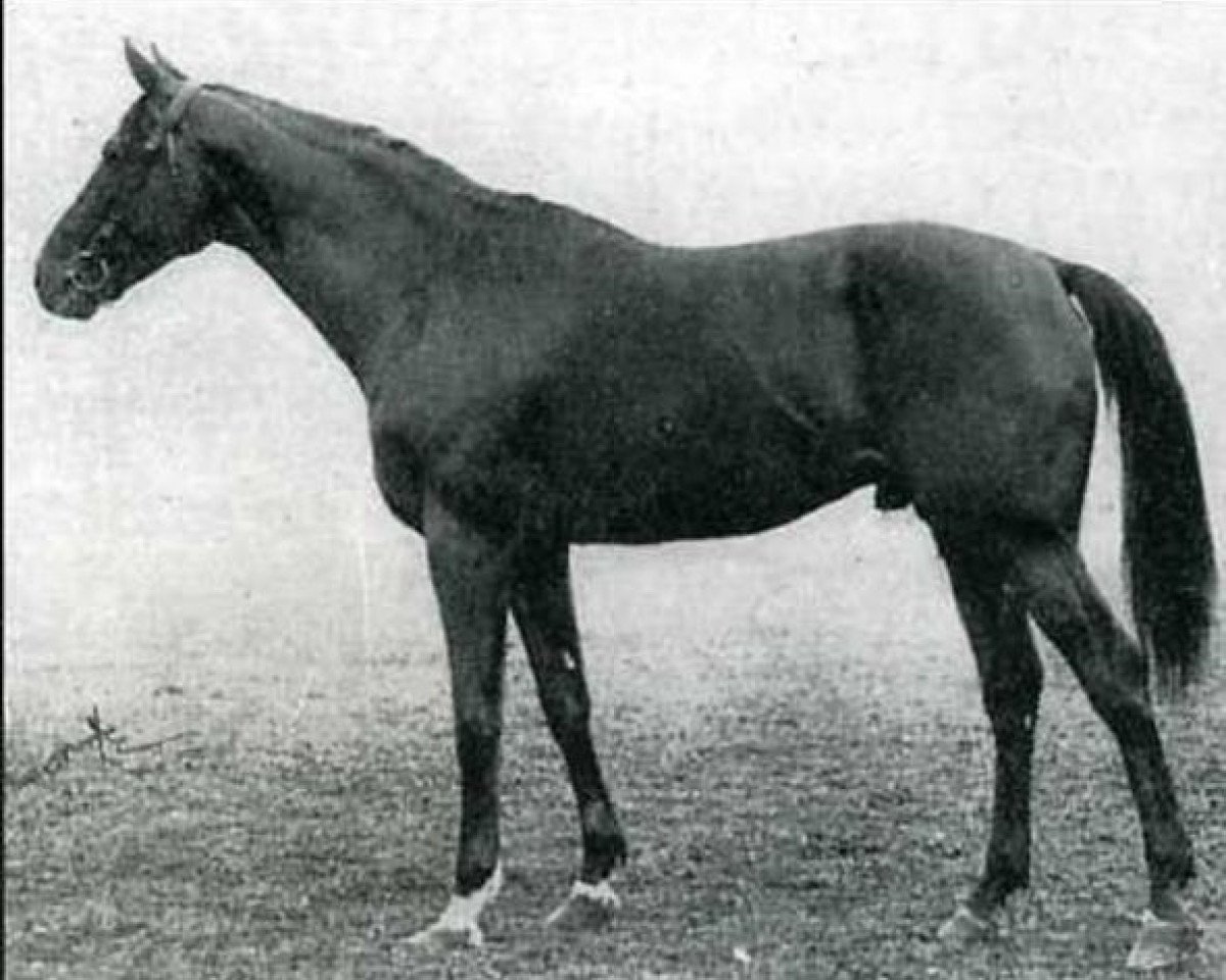 stallion Jus d'Orange xx (Thoroughbred, 1912, from St. Just xx)