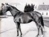 stallion Orange Peel xx (Thoroughbred, 1919, from Jus d'Orange xx)