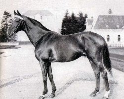 stallion Orange Peel xx (Thoroughbred, 1919, from Jus d'Orange xx)