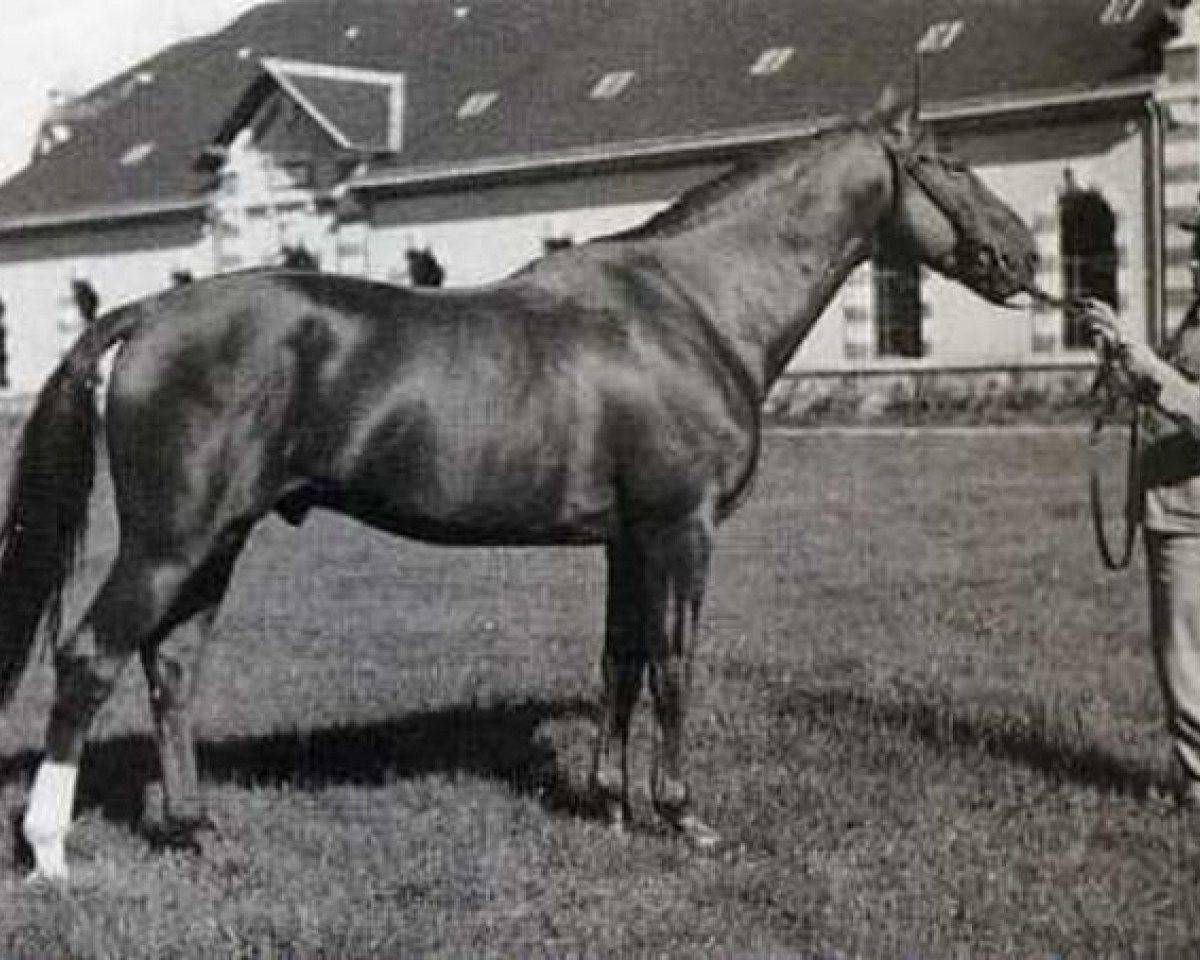 Deckhengst Plein d'Espoirs (Anglo-Normanne, 1937, von Orange Peel xx)