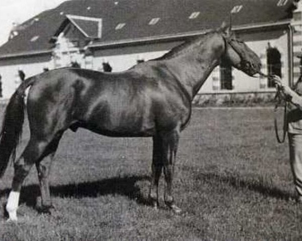 stallion Plein d'Espoirs (Anglo-Norman, 1937, from Orange Peel xx)