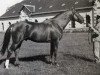 horse Plein d'Espoirs (Anglo-Norman, 1937, from Orange Peel xx)