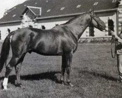 stallion Plein d'Espoirs (Anglo-Norman, 1937, from Orange Peel xx)