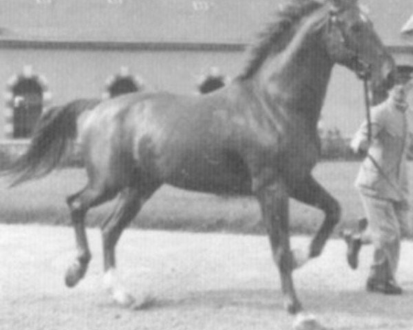 Pferd Ascot AN (Anglo-Normanne, 1944, von Plein d'Espoirs)