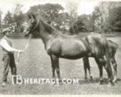 broodmare Concertina xx (Thoroughbred, 1896, from Saint Simon xx)