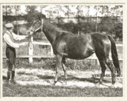 broodmare Plucky Liege xx (Thoroughbred, 1912, from Spearmint xx)