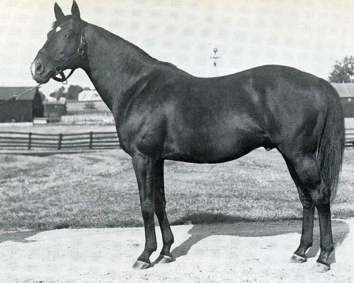 Deckhengst Sir Gallahad III xx (Englisches Vollblut, 1920, von Teddy xx)
