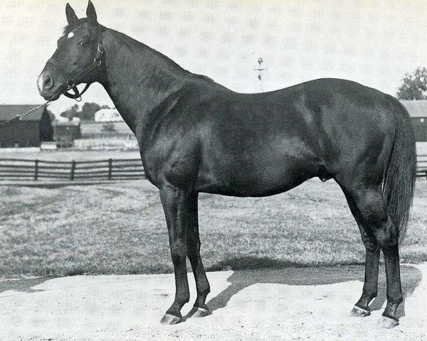 stallion Sir Gallahad III xx (Thoroughbred, 1920, from Teddy xx)